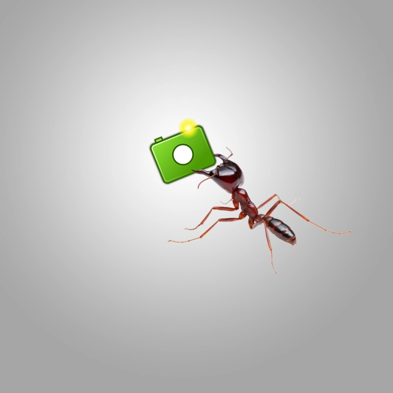 Ant, WebP logo