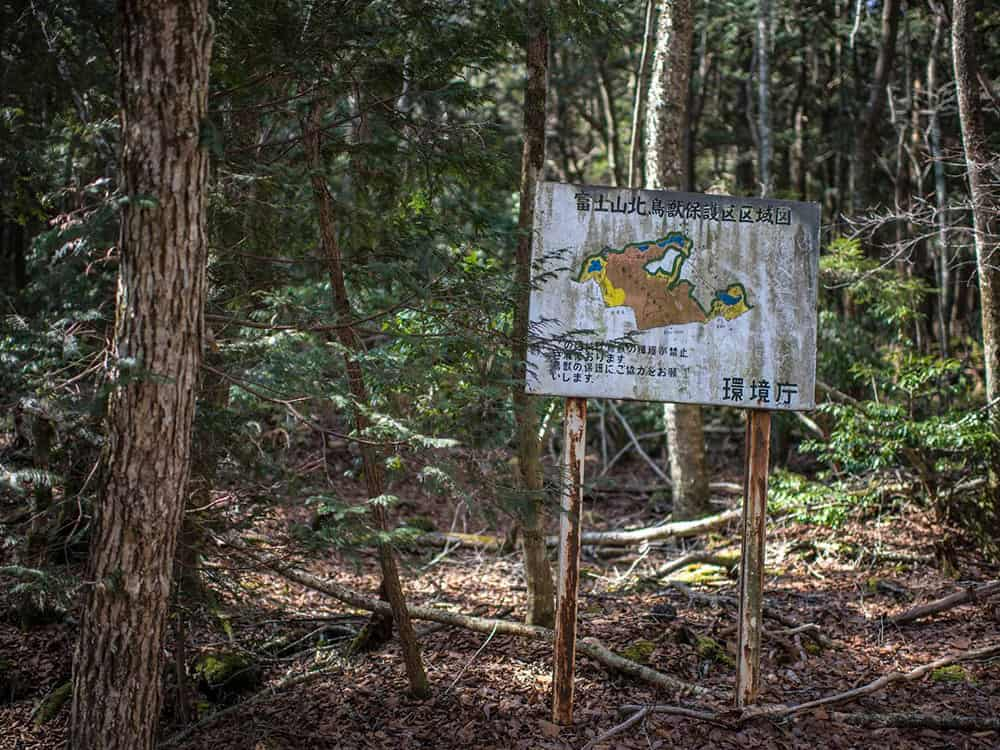 Aokigahara forest