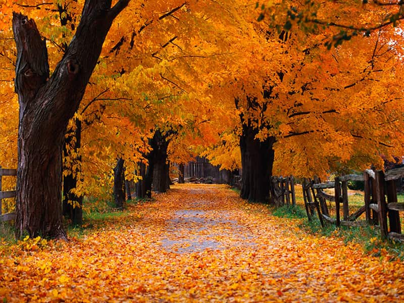 The 'Autumn' wallpaper for Microsoft Windows XP