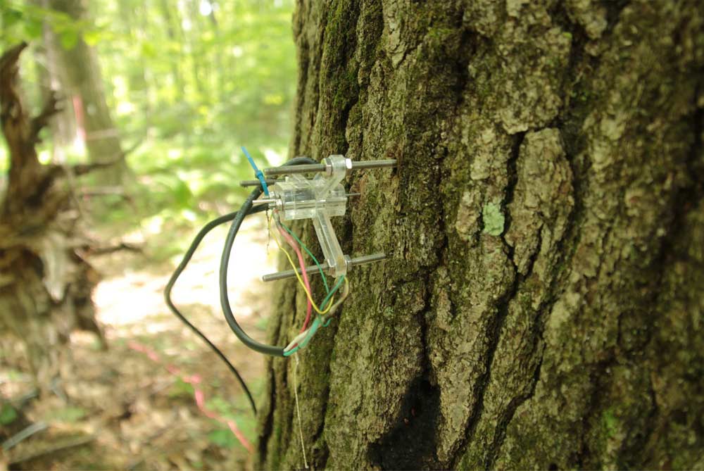 dendrometer attached to the 'Witness Tree'