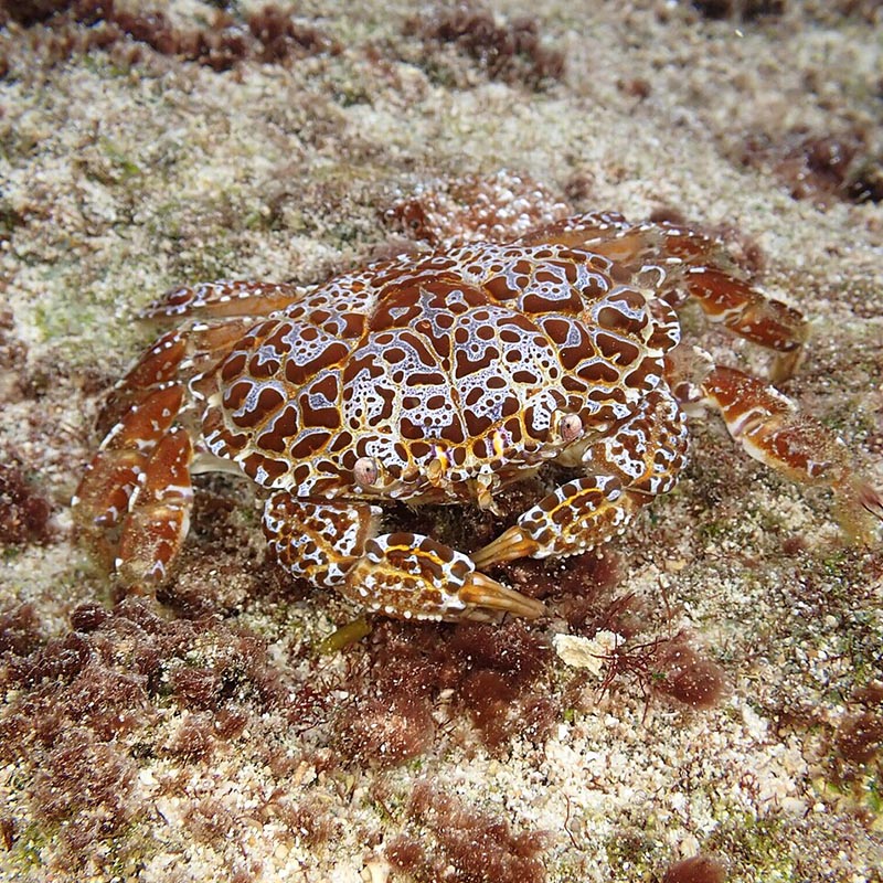 Devil crab