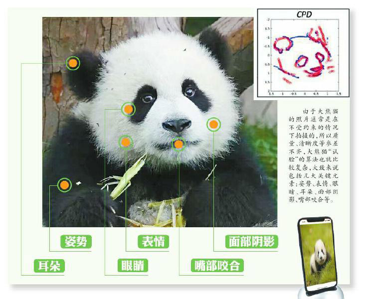 The app uses various elements to identify pandas, including ear shape and eye markings