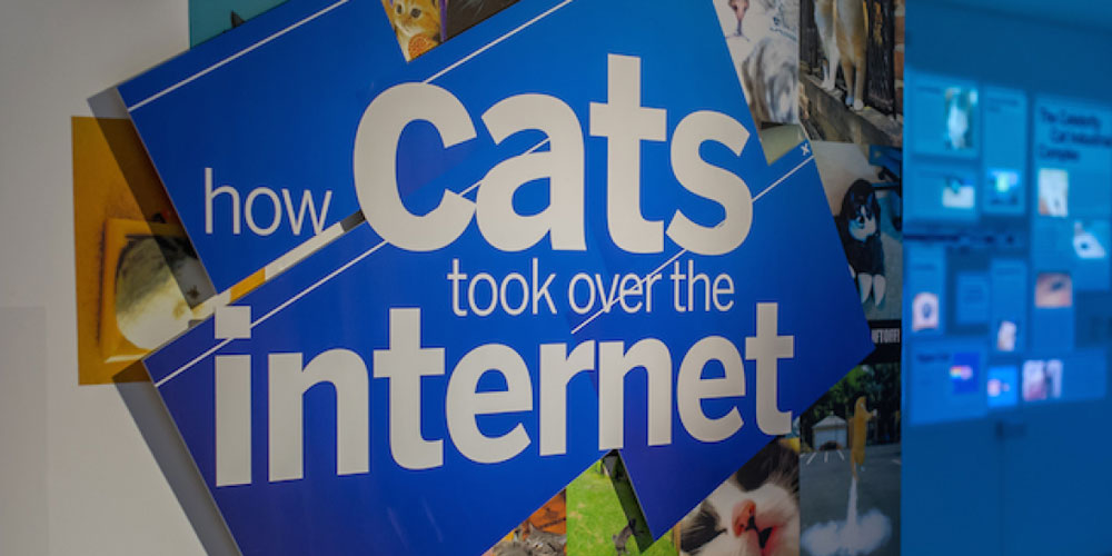 How cats took over the internet