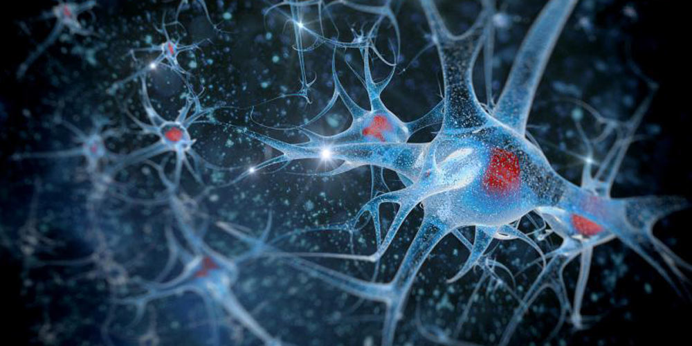 Brain neurons