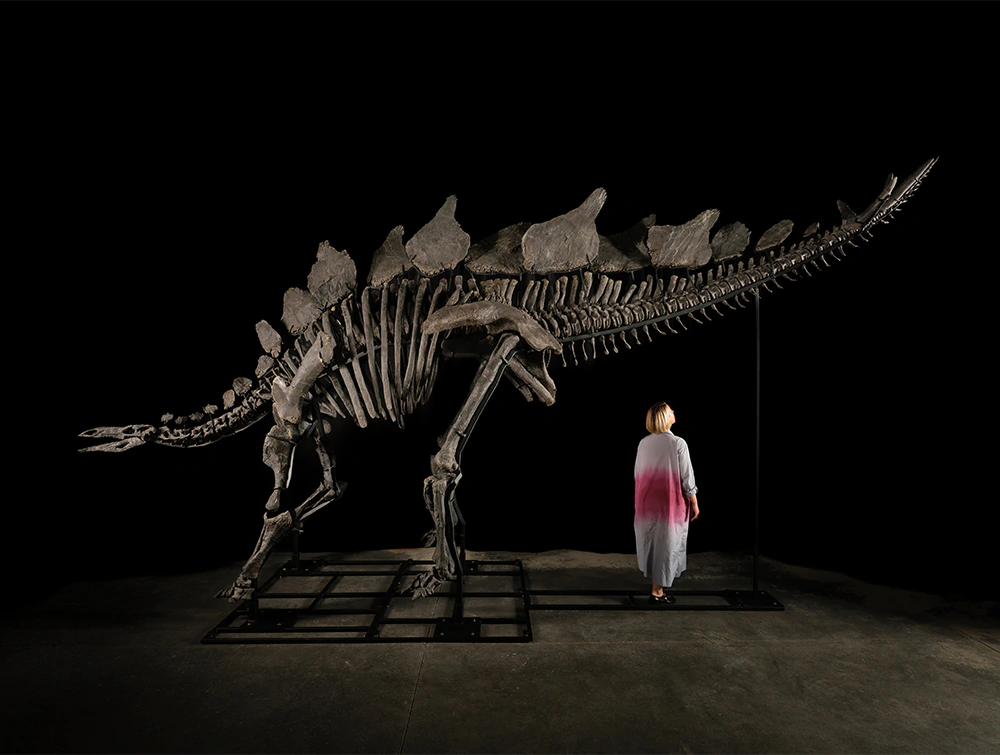 Apex the Stegosaurus