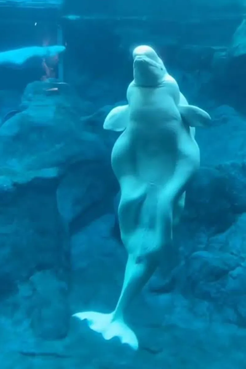 Beluga Whale