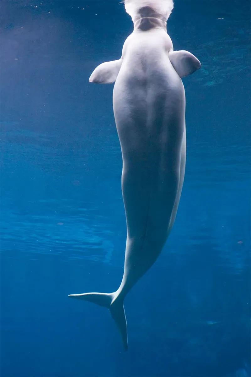 Beluga Whale