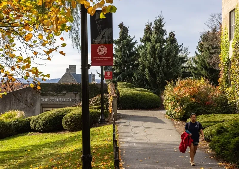 Cornell 7
